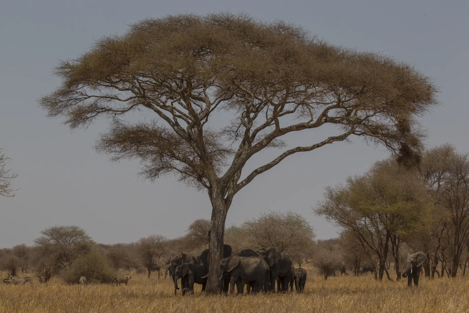 Tarangire