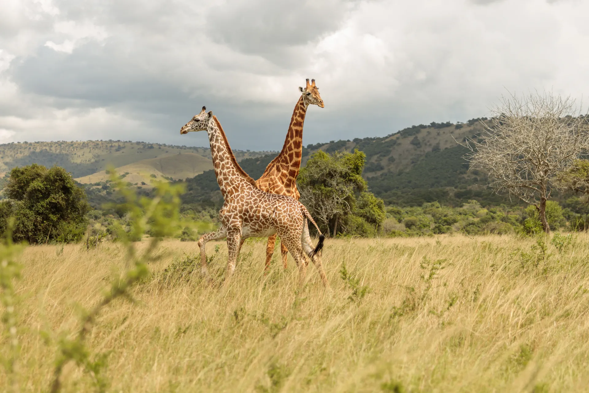 Arusha NP