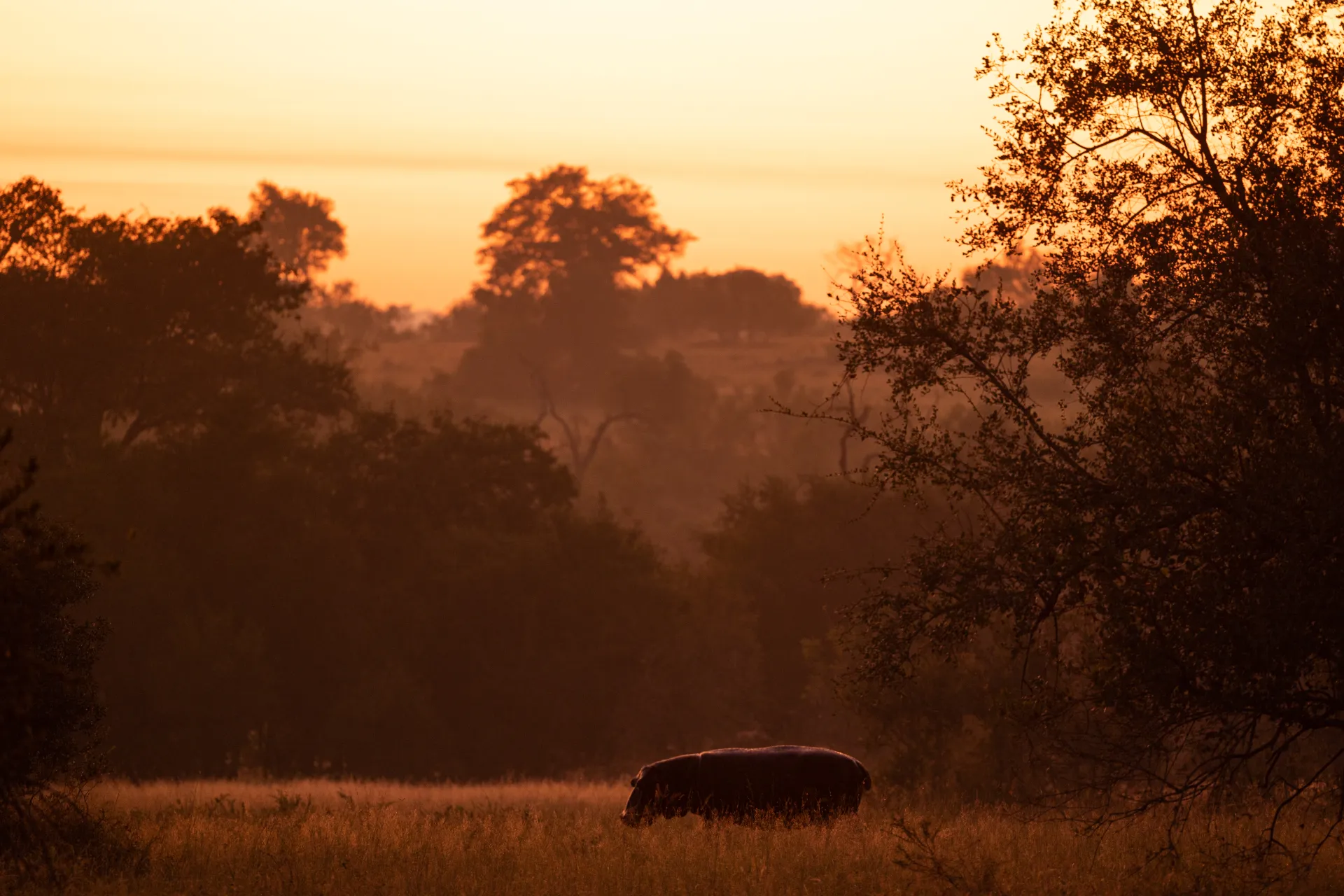 Serengeti Bushtops