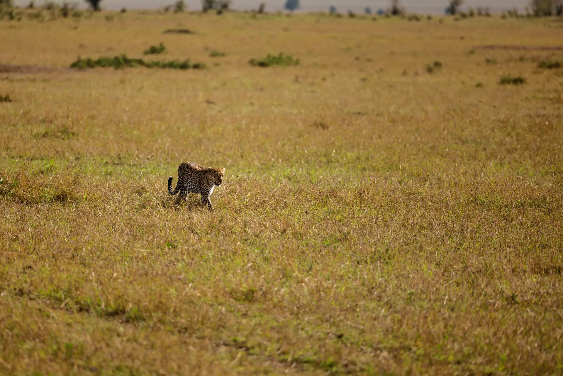 Four Seasons Safari Lodge gallery image 2