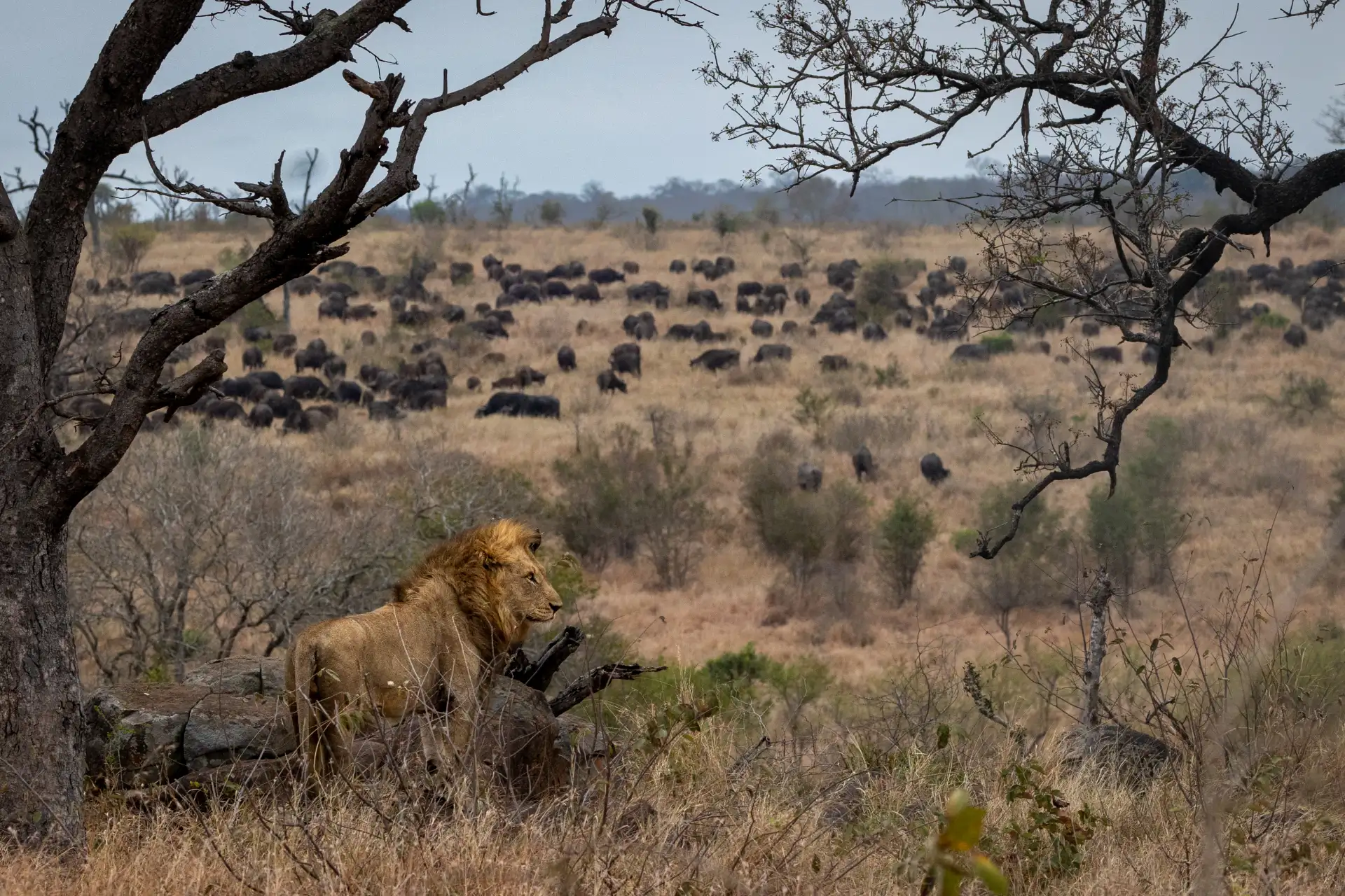 8-Day Mara River Crossing