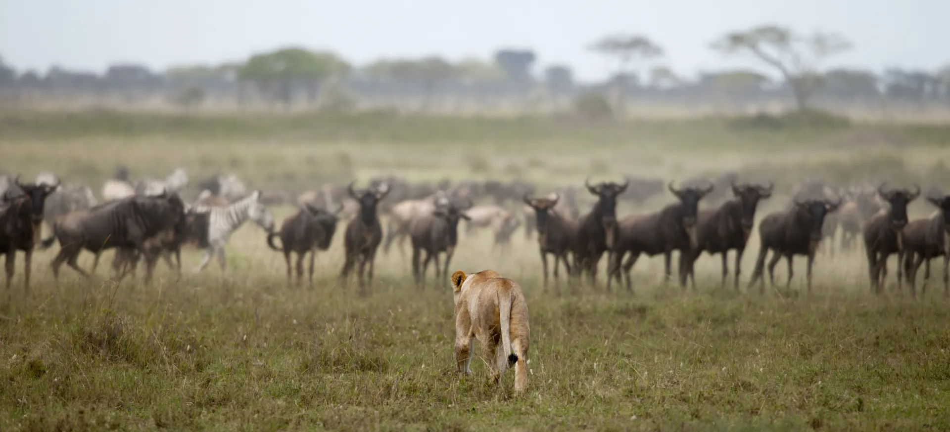 5-Day Serengeti & Crater Focus