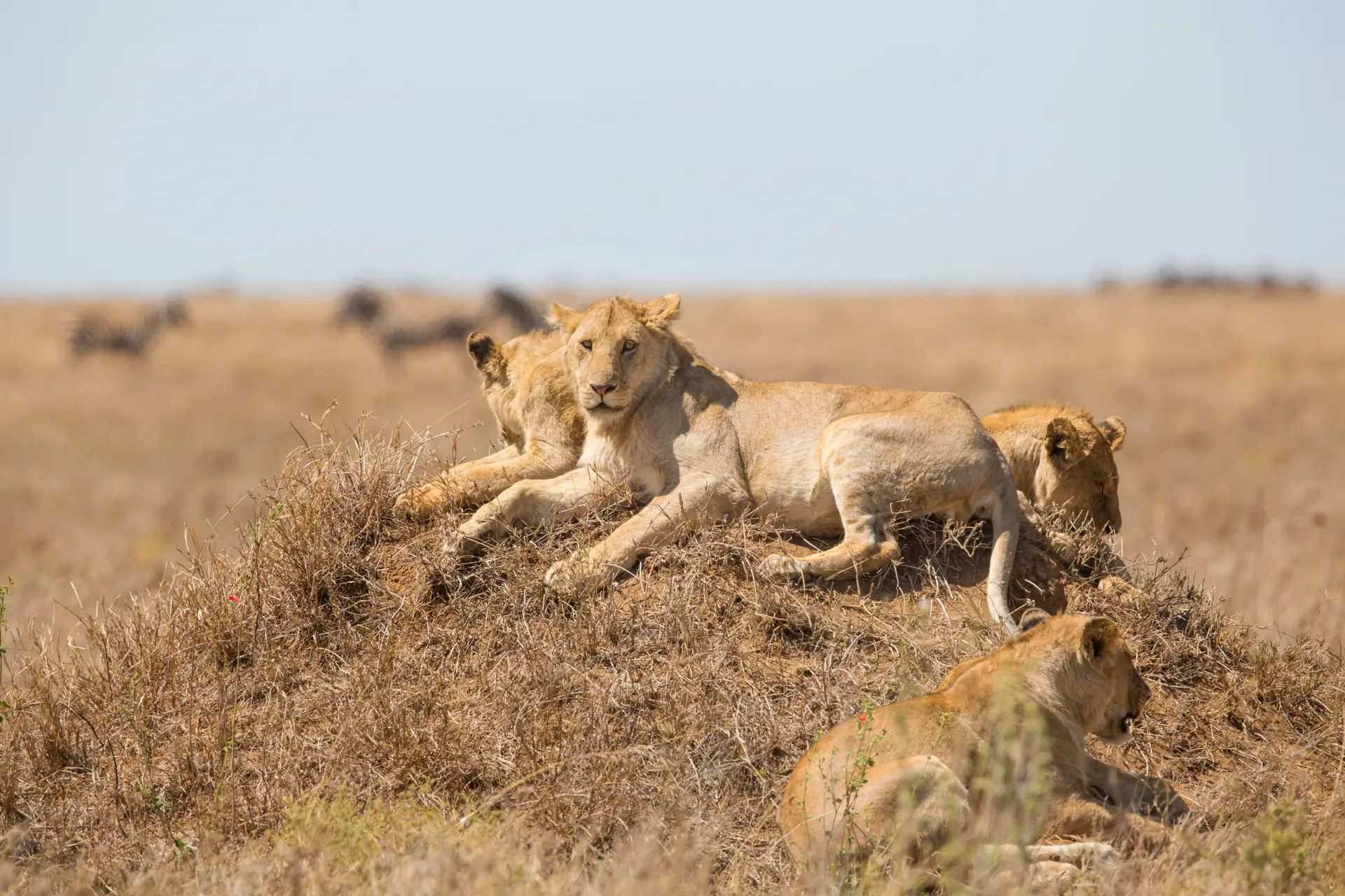 Safaris