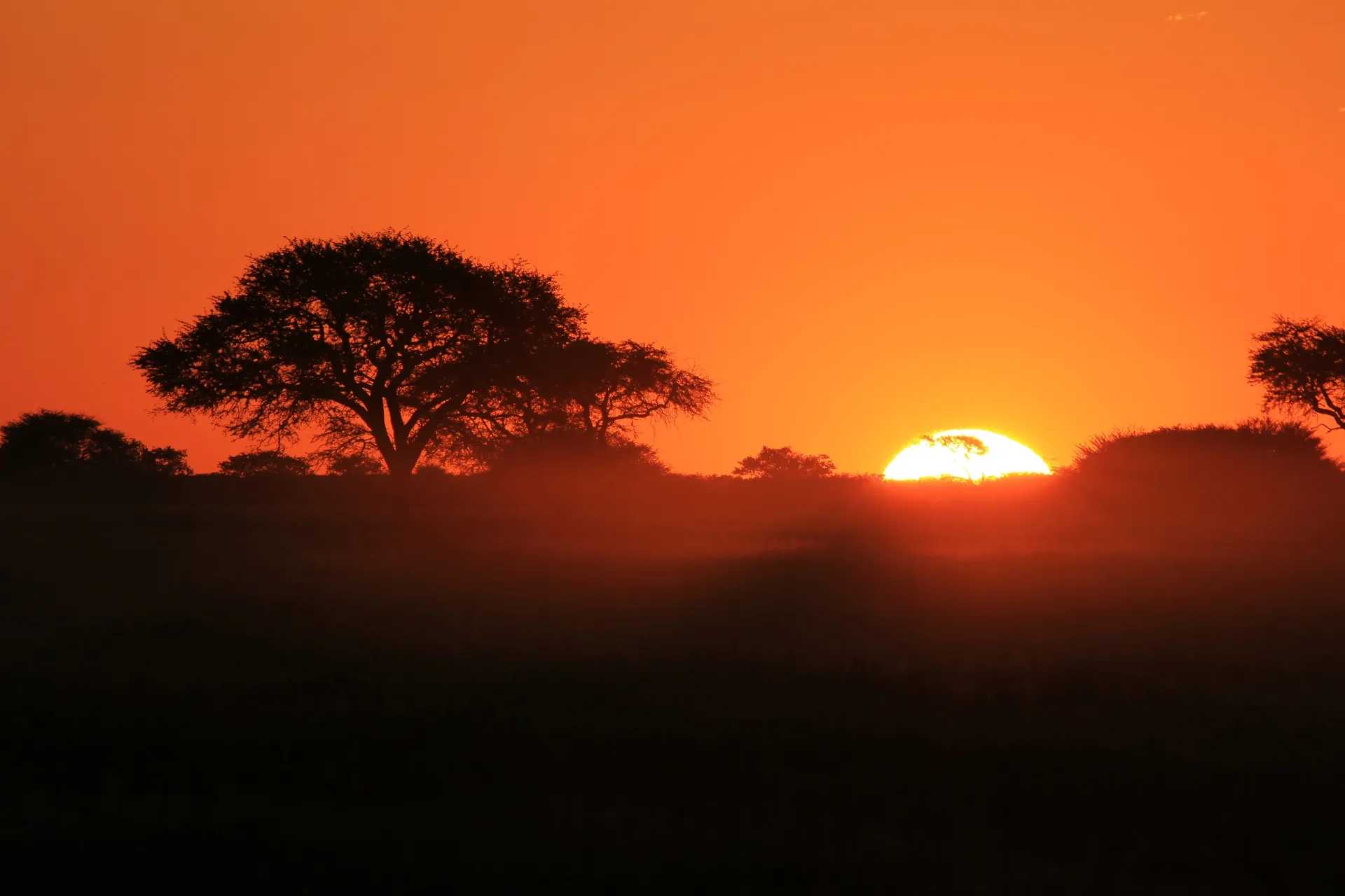 African sunset silhouette