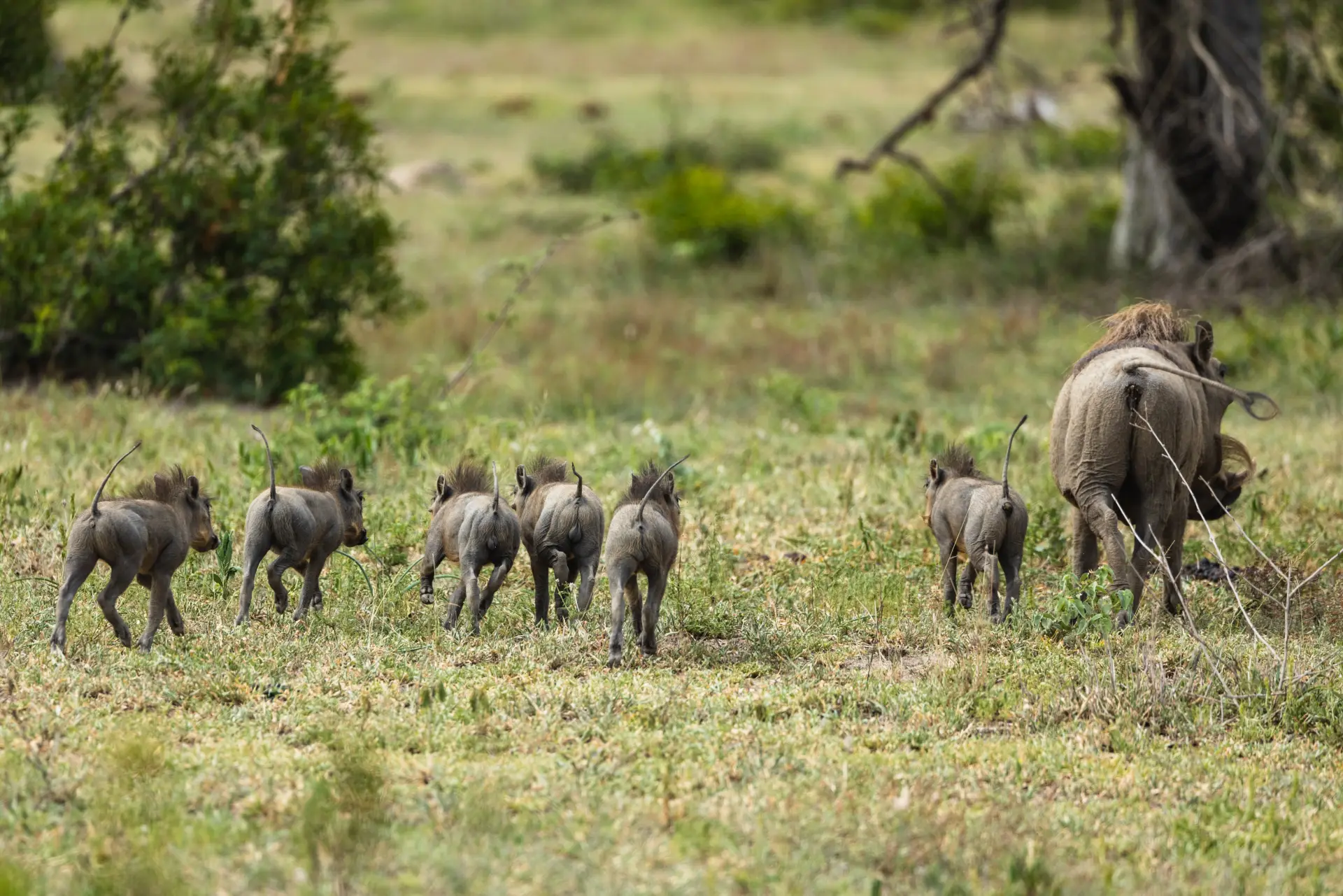 Arusha National Park Day Tour 2