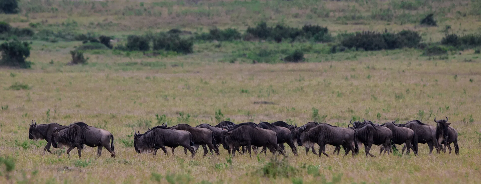 The Great Migration