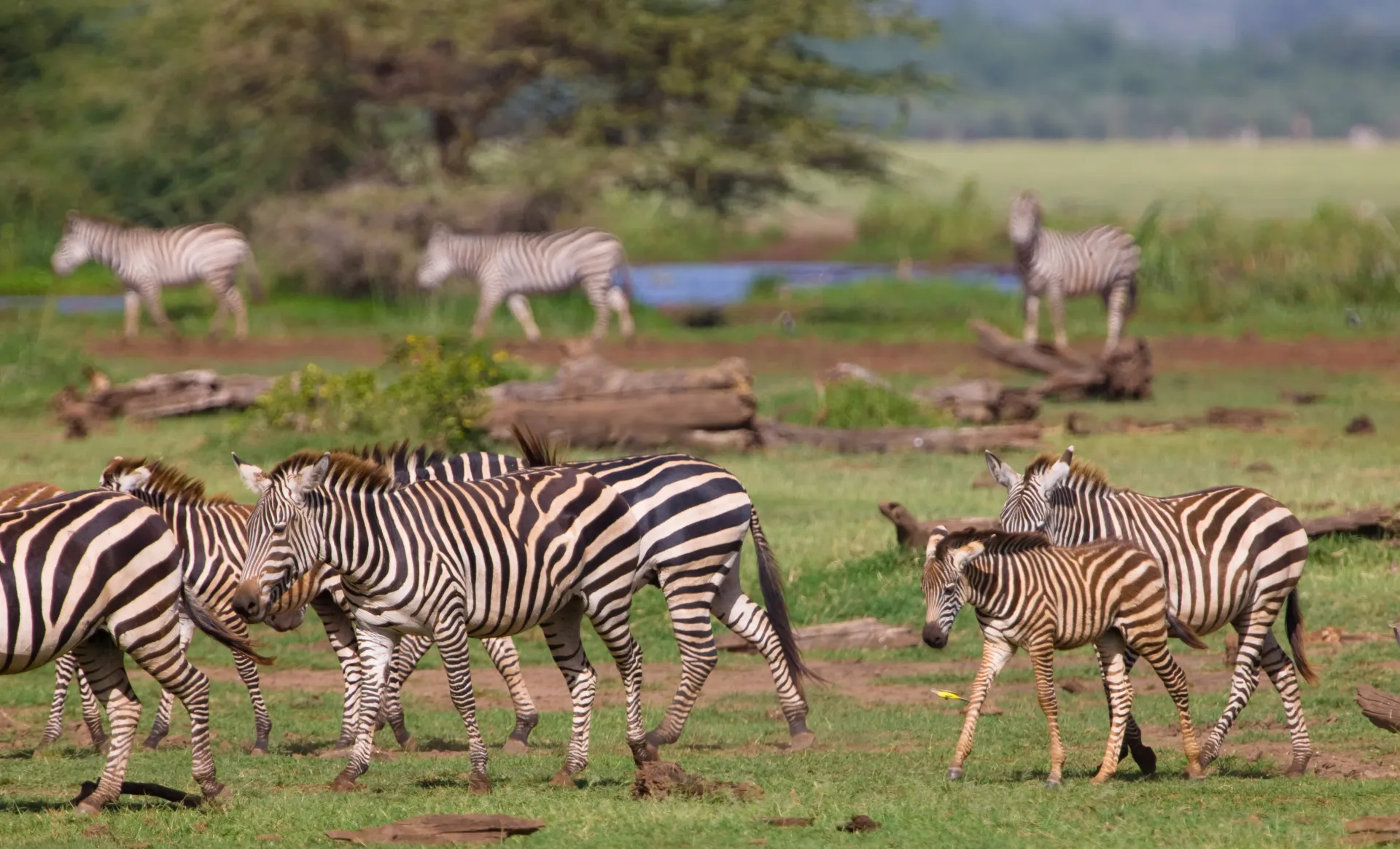 Lake Manyara National Park