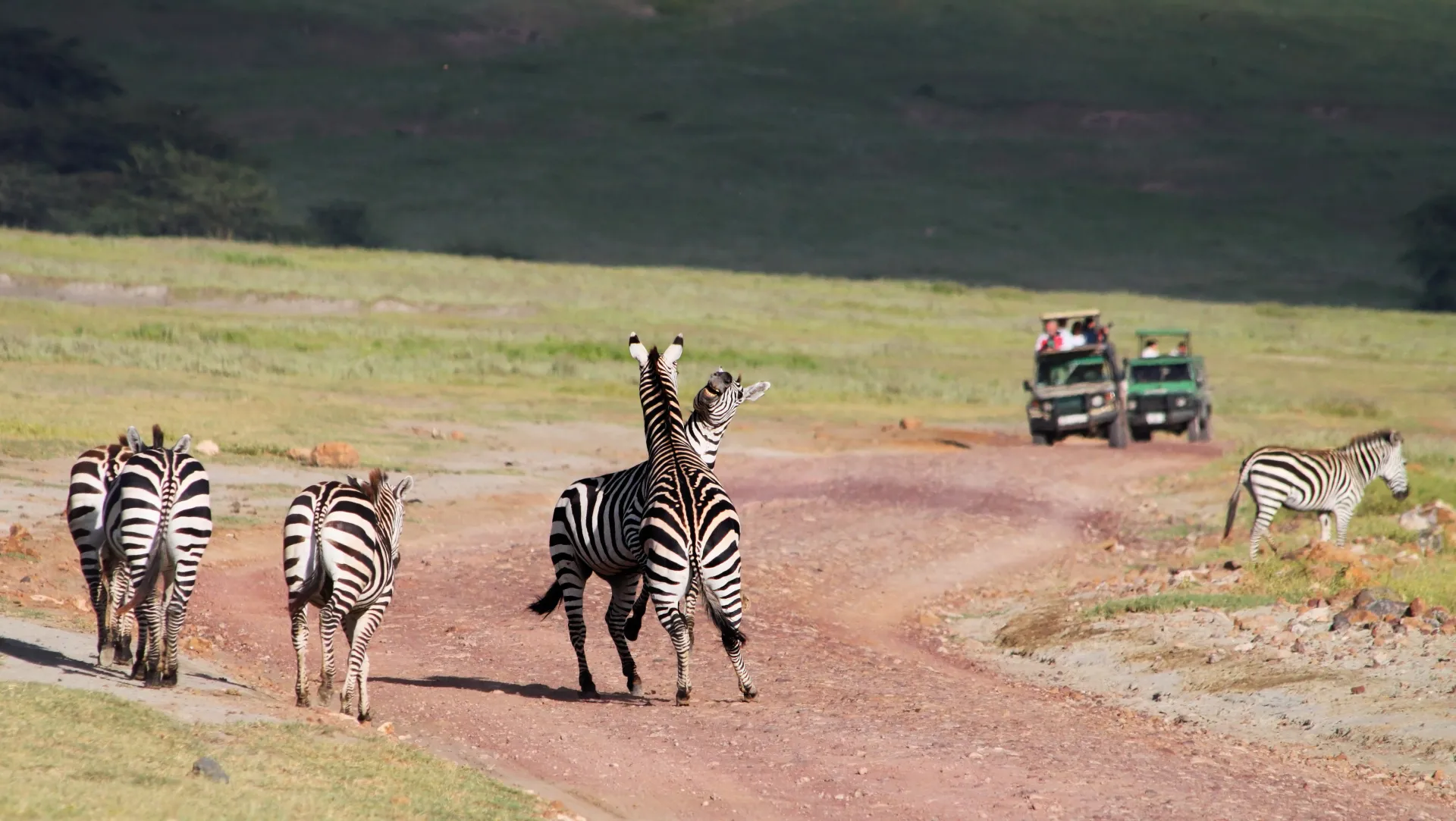 Ngorongoro