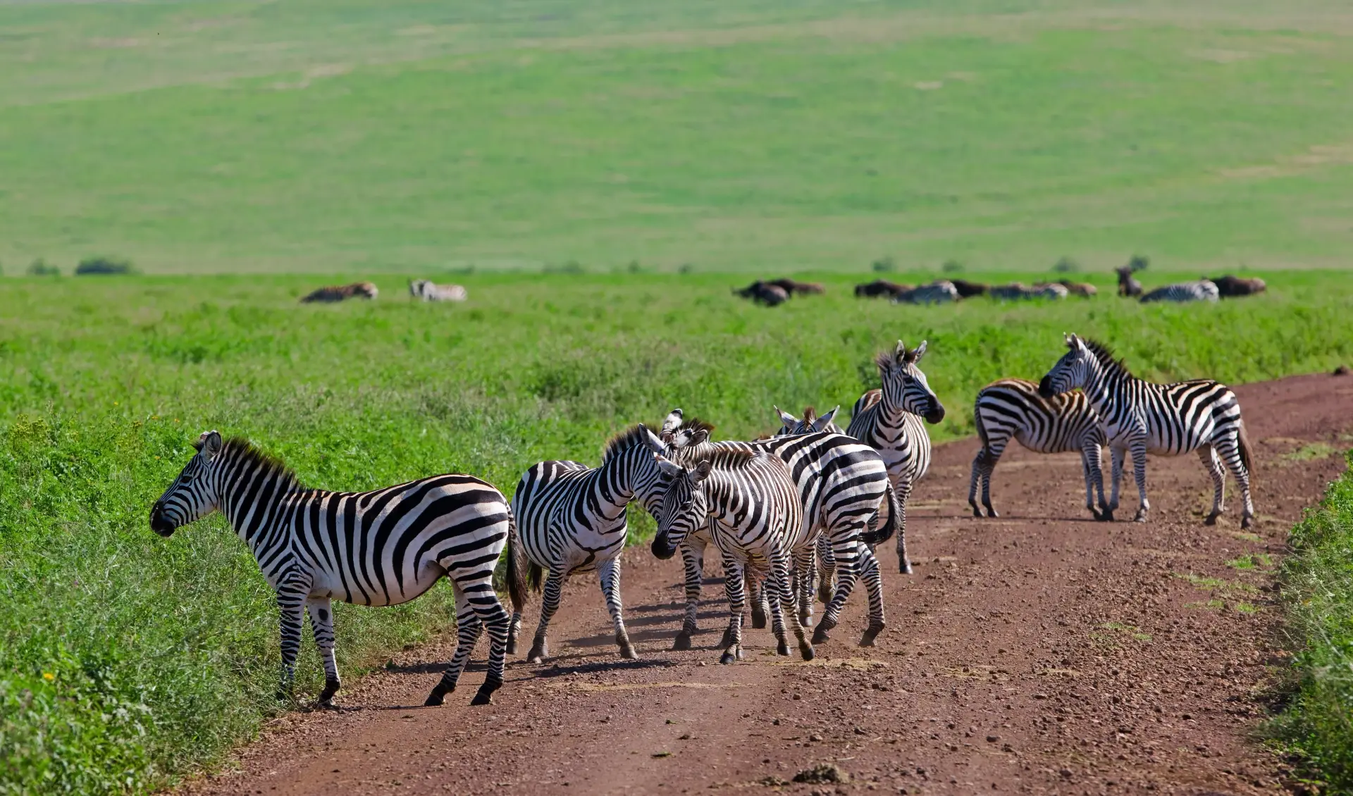 Serengeti